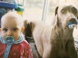 awwww-cute:  My friends dog used to suck on the pacifier that she would drop
