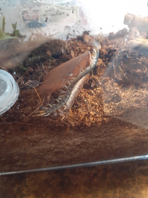 I Also Upgraded My New Centipede. This Centipede Does Not Have A Name Yet. Originally She Was Just In