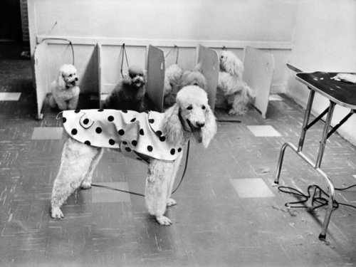 June 23, 1967: At a “poodle salon” on First Avenue in Manhattan, a pooch donned a psychedelic rainco