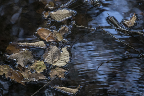 Fall Floaters in a New York Forest, (Beech, Maple and Oak): © riverwindphotography, October 201