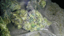 f0cus-on-fl0ating:  pineapple-punch 