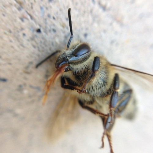 You B Dancing #bee #nofilter #macro #ōlloclip #nature #yellow #black #furry #wings #deadbee #funnybu