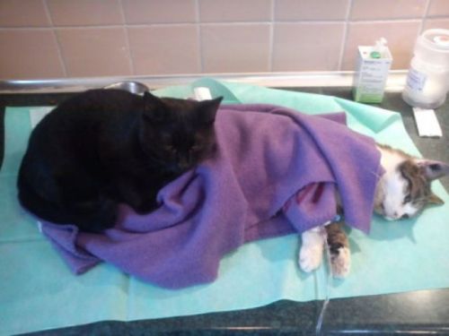 catsbeaversandducks:  The Incredible Nursing Cat Rademenesa was diagnosed with an inflamed respiratory tract when he was 2 months old. He survived the ordeal and now lives at the animal shelter and keeps other sick animals company and tries to nurse them