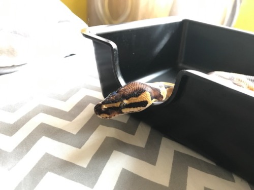 &ldquo;mama says im shiny!!&rdquo;