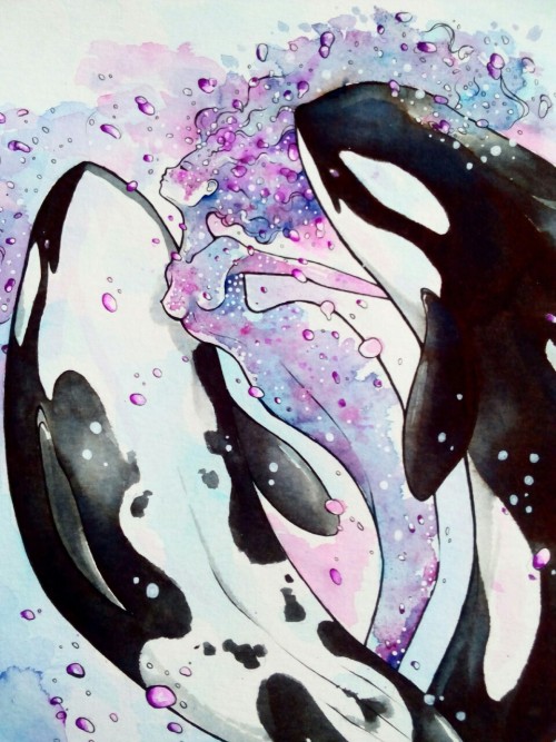 marioleria:Drawing some killer whales