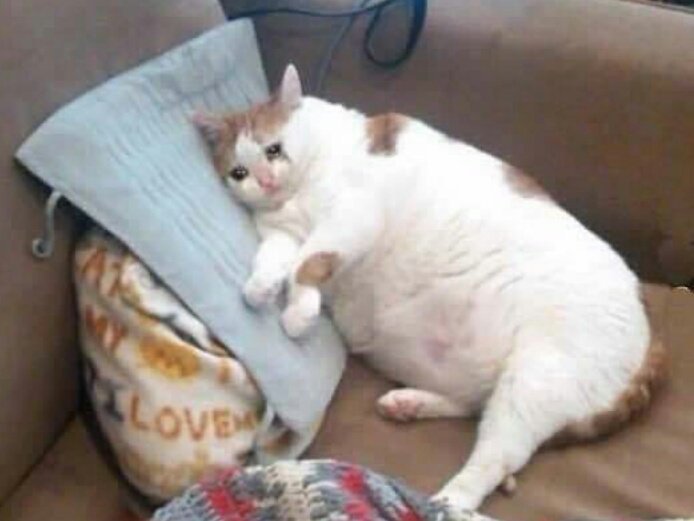 lesbianstarbutterfly: snakegay: the hewwo meme was funny for a while but you all