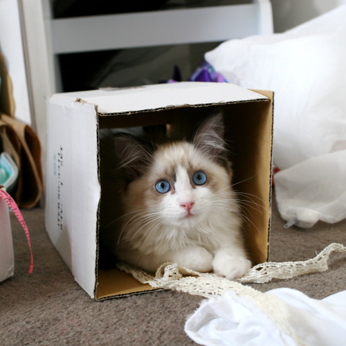 ladydeathwhisper:Lady LOVES boxes!