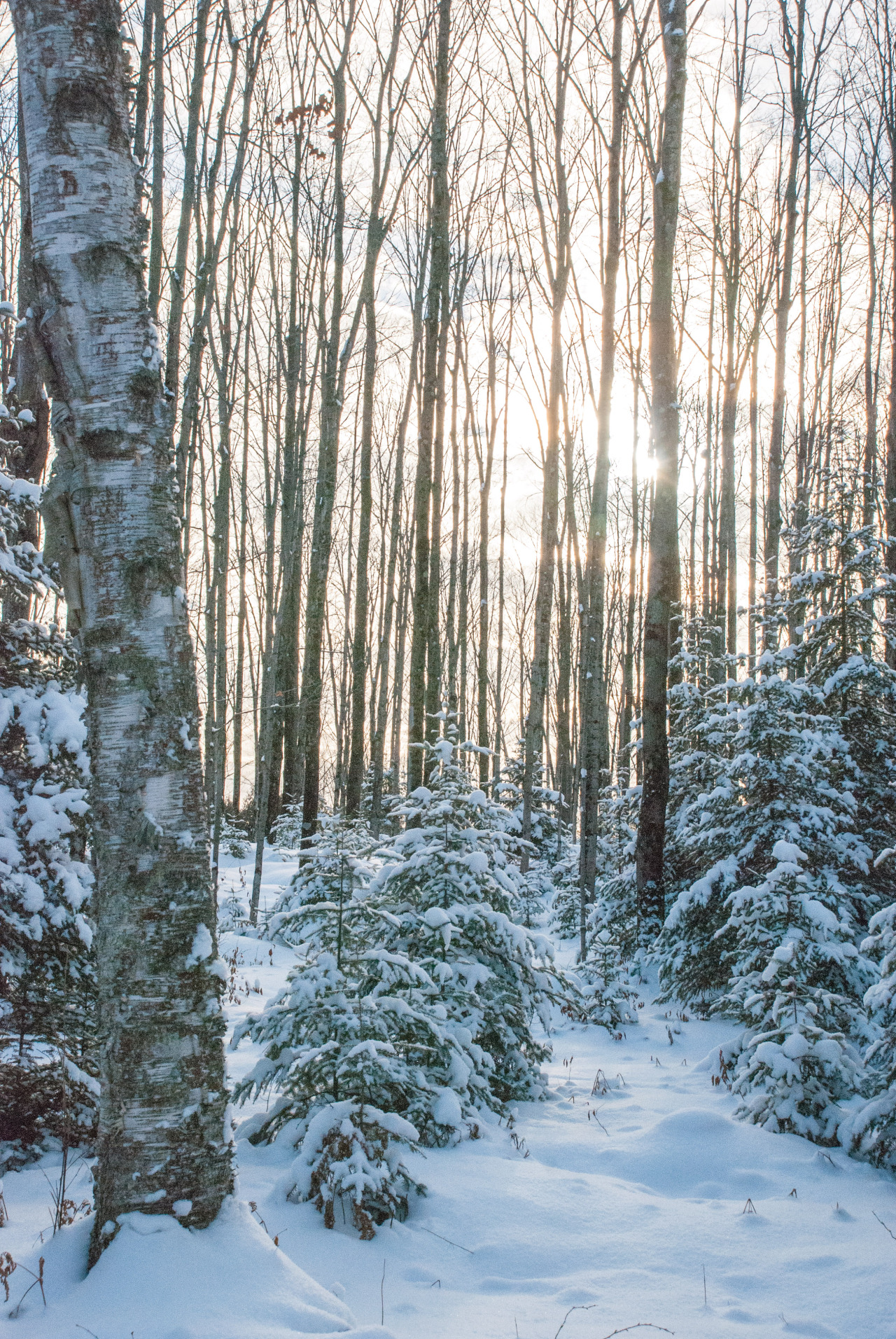 jeanpolfus:  Winter in the hardwood forests of the Upper Peninsula of Michigan. 