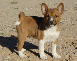 cute-baby-animals:  the BASENJISMART, POISED,