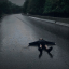 lonelilypetal