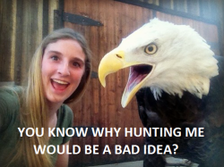 tastefullyoffensive:  Pun Eagle [crazycritterlife/via] 