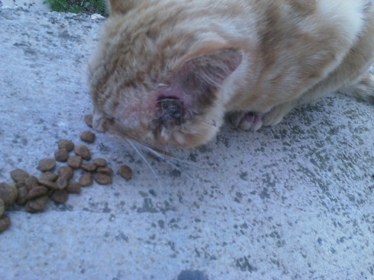 Help this cat apears infront of my home looking my window with this scar in her face.