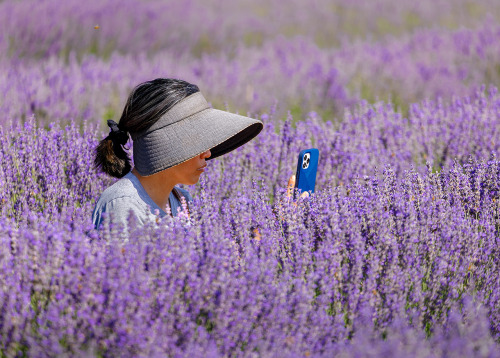 lavender farm visitor - Vacaville, CA