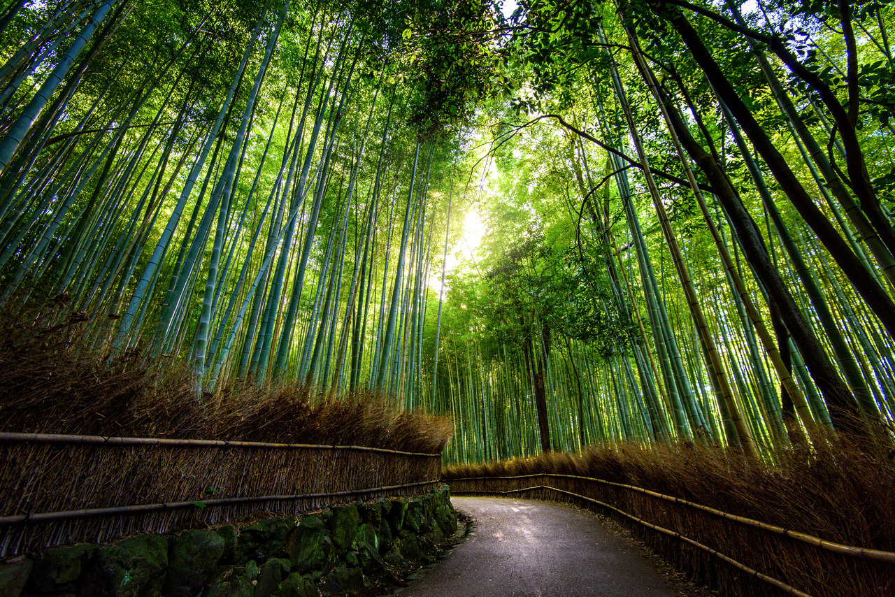 breathtakingdestinations:  Kyoto - Japan (by 白士 李) 