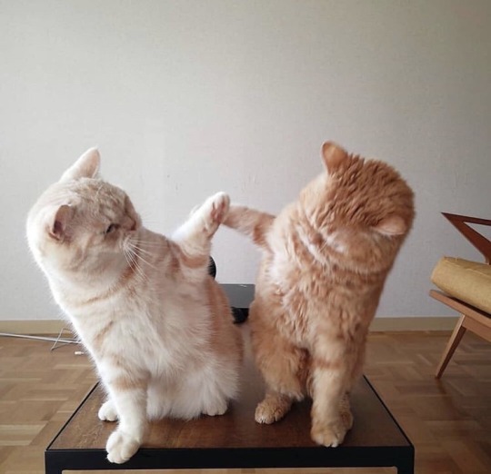 kittens-jpg: 