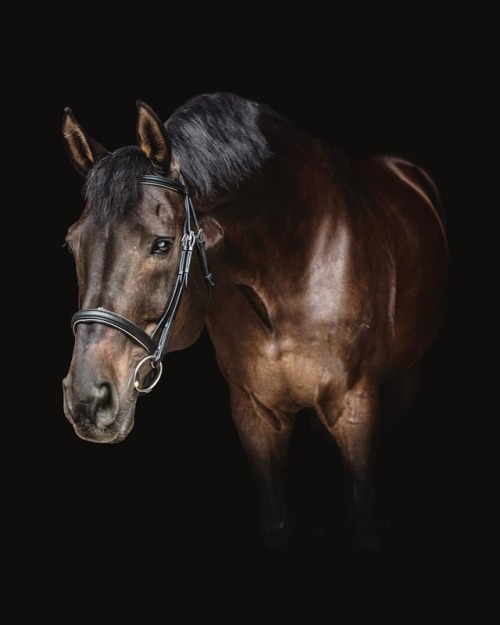 amyreneephotography:Handsome boy at Aspire Farm  • • • #equinephotography #equestrian