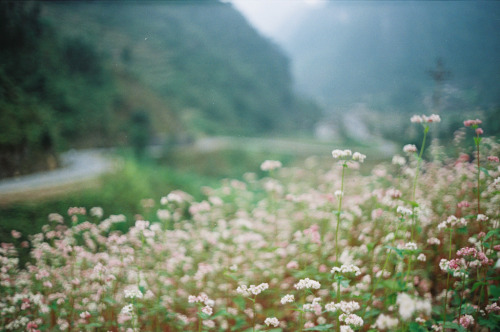 jacindaelena:    Phan Hữu Lập  