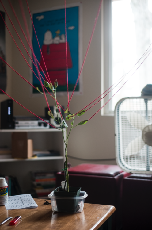 annamakesthings: house plant recovery november 2016