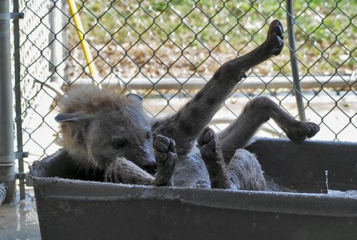 wildhyaena:  I can’t get over how adorable Jake is. LOOK AT HOW FRIGGIN ADORABLY CUTE HE IS WHEN HE GETS A BATH. I couldn’t find a share button on Facebook for all of these, so all photos are copyright Bryan Hawn and whoever took them. 