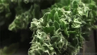 weedporndaily:  the trimming room