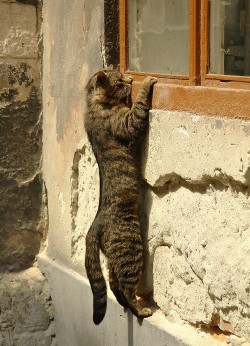 lalulutres:  peeping tomcat 