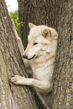 beautiful-wildlife:  Wolf Among The Trees by Pat Eisenberger 