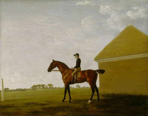 Turf, with Jockey up, at NewmarketGeorge Stubbs (British; 1724–1806)ca. 1766Oil on canvasYale Center