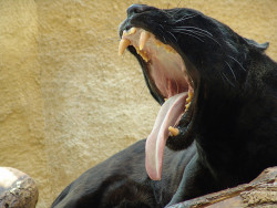 magicalnaturetour:  black panther by Joachim S. Müller on Flickr.