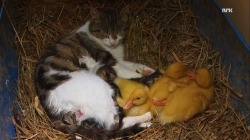 bobbycaputo:    Mother Cat Adopted Three