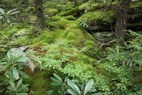 vandaliatraveler: Moss, lichen, Pottsville sandstone, quartz, and gnarly red spruce: an ancient and 