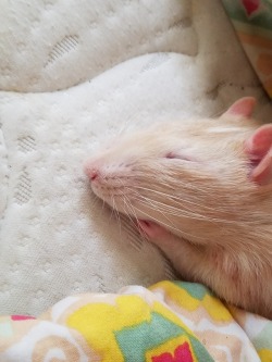 animalwitchandartist:My angel is sleepy 😍😍😍 I love him so much.  Rats are the best.