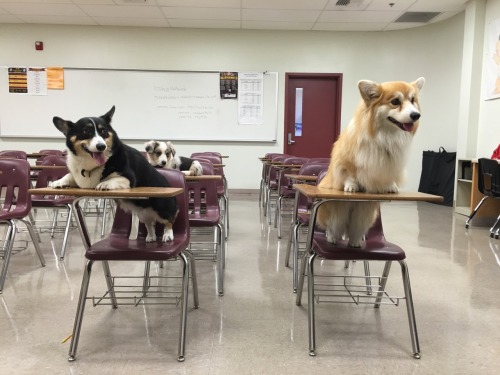 twosillycorgis: Welcome to Corg school. I will be your teacher, Professor Flufflepuff