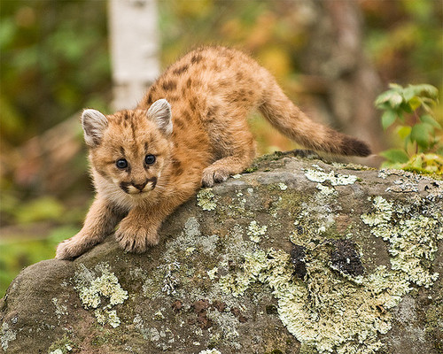 dakotaangel:  Baby Cougar by rob.walstrom on Flickr. 