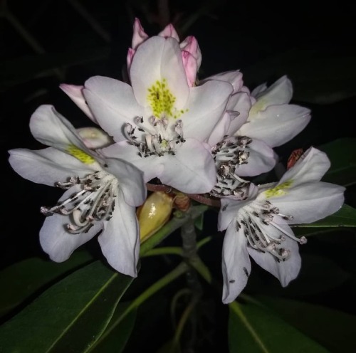 Rhododendron maximum is a real hit tonight! #Appalachia #plants #flowers #botany #gnats #arthropodsa