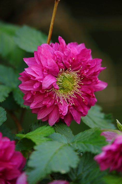 Salmonberry ‘Olympic Double’ (Rubus spectabilis)