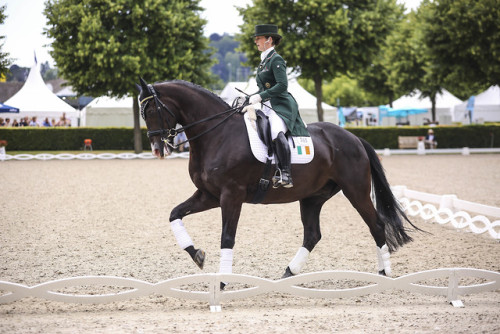 real-geldings-have-curves: CHIO Aachen part 3