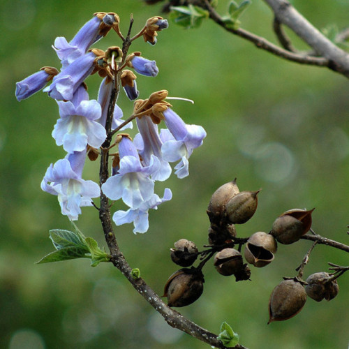 nordicsublime: Paulownia-tomentosa - Go Botany - New England Wild Flower Society