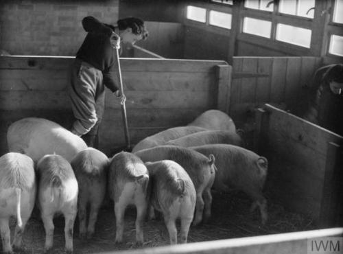 Women&rsquo;s Land Army training at the WLA training centre at Cannington Farm, Somerset (Englan