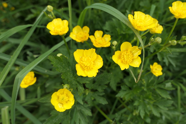 creeping buttercup flowey creeping buttercup flowey