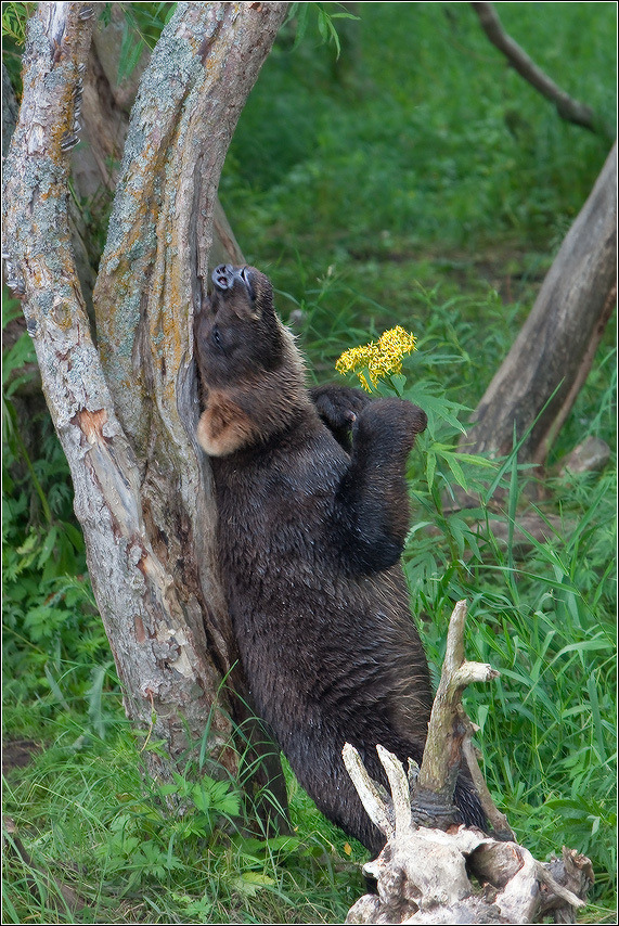 magicalnaturetour:   Igor Guchshin ~ A Flower for You 