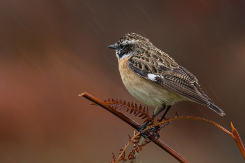 Whinchat (Saxicola rubetra) &gt;&gt;by Derek Bilton