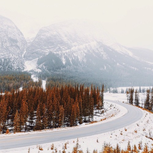 christmas-merry-and-bright:delta-breezes:Ravi Voraanother coincidence ❄Christmas Winter Dreamin❄ aut