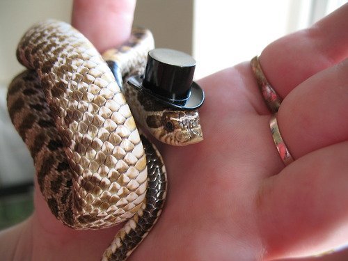 falseprophet: shiisiln:  dracofidus:  dracofidus:  DO NOT QUESTION MY COLLECTION OF JANE AUSTEN SNAKE PHOTOS A MAN IS ALLOWED TO HAVE A HOBBY  okay, so, here is my Pride and Prejudice collection: Elizabeth Bennet: Jane Bennet: Lydia Bennet: Mr Darcy: