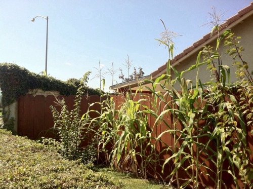 thinkmexican:  Mexicans Continue Corn Planting Tradition  Throughout the Eastside of Salinas, and many other Mexican communities in the United States, the tradition of planting corn continues. Whether it’s a small milpa in the backyard or a couple of