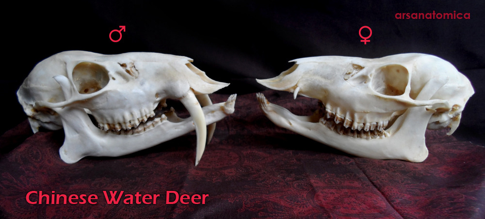 hesliterallyafiveheadeddragon:  arsanatomica:  The skull of the Chinese Water Deer