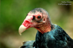 deboracpq:  Abrutre - Vulture by Parnanet