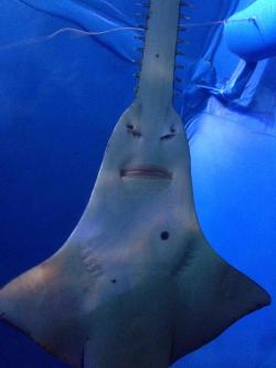 nosdrinker:  stunningpicture:  A few months back I took my brother to Sydney Aquarium. This was the only picture I took.  wazowski you didn’t file your paperwork last night 