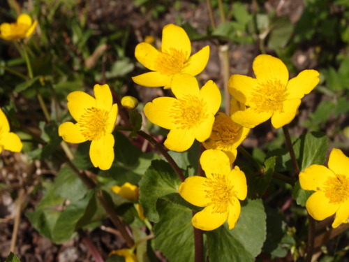 Caltha palustris— marsh marigold a.k.a. kingcup