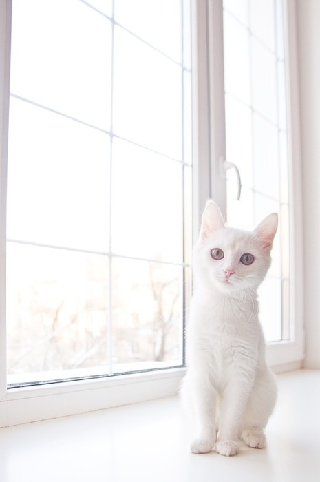 shecutherwingsoff:  http://shecutherwingsoff.tumblr.com/ 