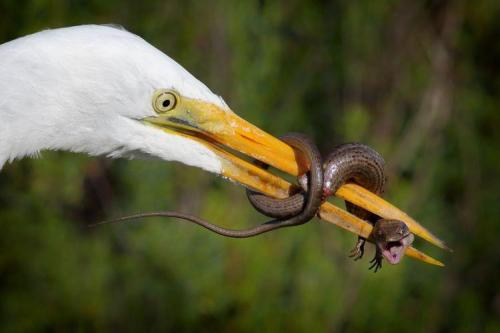 Great egret preying on a futilely fighting alligator lizard.